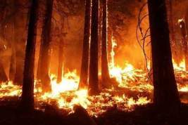 Власти раскрыли главную причину пожаров в Рязанской области