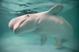 Экологи подтвердили, что «китовая тюрьма» в Приморье стоит пустой