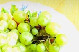 Жительница Казани судится с «Пятерочкой» из-за скорпиона в винограде
