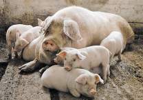 Большинство из модернизационных программ, предложенных Дмитрию Медведеву, могут оказаться ложными