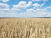 Из-за небывалой засухи резко взлетят цены на продукты питания?