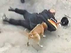 С 2000 года в России бродячие собаки загрызли более 400 человек