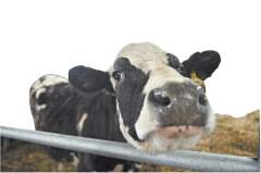 По итогам этого года объём инвестиций в молочное животноводство Подмосковья составит порядка 8 млрд рублей