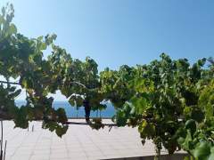 Растущий виноград
