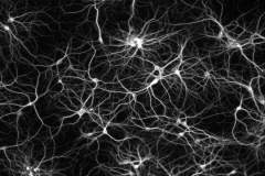 Нейроны спинного мозга образуют нейронные сети, отвечающие за передачу информации от головного мозга к мышцам
