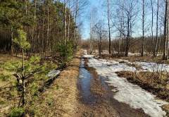Остатки снежного покрова еще встречаются в лесопарках и оврагах