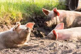 Африканская чума свиней стала причиной карантина в Свердловской области