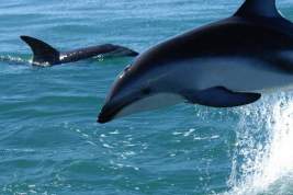 Биолог Логомилова: выброшенные в море в Севастополе дельфины адаптировались