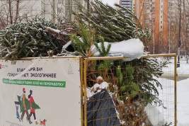 Более 60 тысяч елок было сдано на переработку в Подмосковье