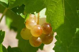 Более 68 тыс. тонн винограда было собрано агрофирмой «Южная» за сезон