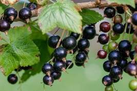 Британские учёные назвали самой полезной ягодой чёрную смородину