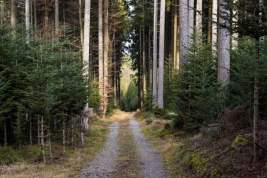 Бывшего чиновника из Красноярского края подозревают в незаконной вырубке лесов