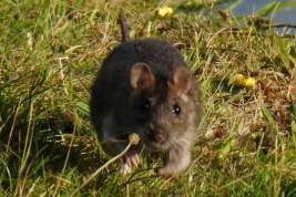 Daily Mail: в Британии началось нашествие устойчивых к яду крыс-мутантов