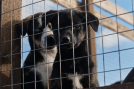 Дело об обнаружении 60 мёртвых собак расследуют в Астрахани