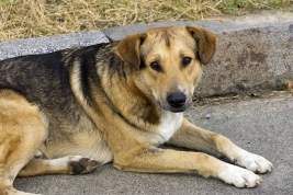 Депутаты Алтайского края предложили узаконить эвтаназию бездомных собак
