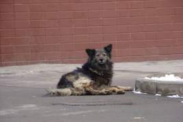 Депутаты Чукотки разрешили усыплять бездомных собак