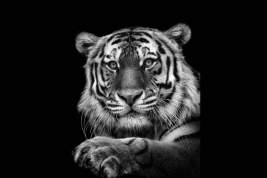 Фотография амурского тигра из фотопроекта Михаила Киракосяна «Мы похожи на вас» пополнила галерейную сеть LUMAS