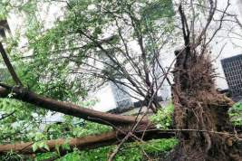 Генпрокуратура возложила ответственность за «катастрофические последствия» урагана в Москве на Росгидромет