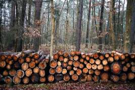 Глава Минприроды допустил введение полного запрета на экспорт леса в Китай