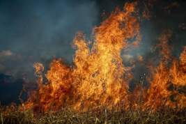 Госдума одобрила закон об ужесточении наказания за учинение лесных пожаров