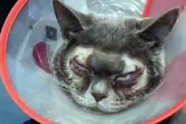 Китаянка сделала пластическую операцию своем коту и взбесила пользователей