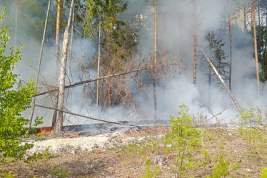 Лесные пожары – за минувшие выходные в лесах Подмосковья произошло три возгорания