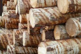 Минпромторг предложил запретить экспорт древесины в Евросоюз и США