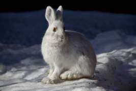 Минэкологии Якутии начнёт проверку после появления фотографии с сотней убитых зайцев