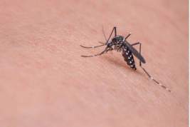 Мосприрода рекомендовала москвичам защищаться от комаров чесноком