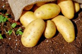 Мясников рассказал, какой картофель может быть опасен для здоровья