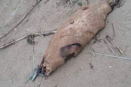 На берегу Каспийского моря нашли 150 мёртвых нерп, одной из причин их гибели могло стать браконьерство