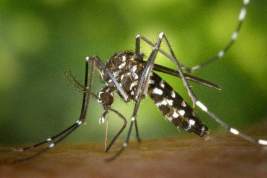 На Черноморском побережье истребят комаров – разносчиков вируса Зика