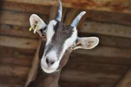 На дачных участках планируют разрешить разводить коз и кур
