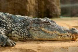 На посетителя национального парка набросился крокодил