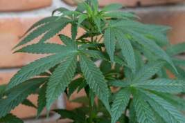 На Украине рассказали, как будут выращивать медицинскую марихуану
