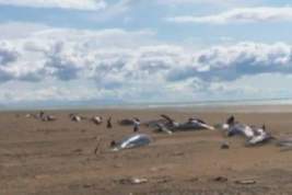 Несколько десятков мертвых дельфинов выбросилось на побережье Исландии