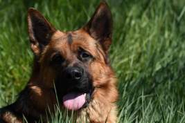 NYP: собака Байдена покусала семь сотрудников американских спецслужб