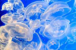 Отдыхающих в турецкой Анталье предупредили об опасных медузах