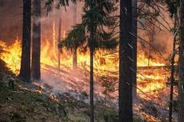 Охватившие российские регионы лесные пожары могут стоить кресла сразу нескольким губернаторам