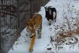 Поклонники тигра Амура и козла Тимура больше не смогут за ними следить