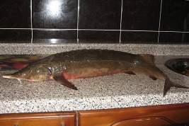 Попавшая в сеть красноярца Царь-рыба отправила незадачливого рыбака за решетку на пять с половиной лет