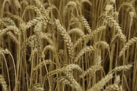 Моравецкий заявил об отказе открывать польский рынок для зерна с Украины