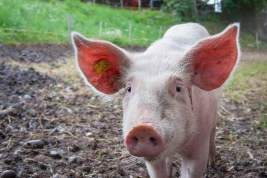При атаке дрона на свинокомплекс в Белгородской области погибли почти 200 животных