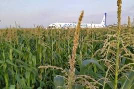 Приземлившийся в кукурузном поле под Жуковским самолёт «Уральских авиалиний» оказался никому не нужен