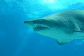 Раскрыта возможная причина нападения акул на людей в Египте