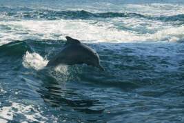 Роспотребнадзор объяснил гибель дельфинов в Геленджике антропогенными факторами