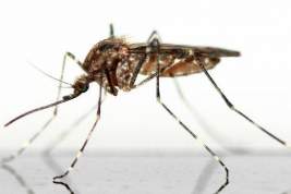 Роспотребнадзор предупредил об опасных комарах, обнаруженных на Канарах
