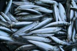 Роспотребнадзор развеял опасения россиян насчёт качества рыбы на фоне сбросов с «Фукусимы»