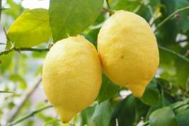 Роспотребнадзор выявил завышенное содержание пестицидов в турецких лимонах