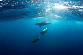 Росприроднадзор опроверг одну из вероятных причин гибели дельфинов в Черном море